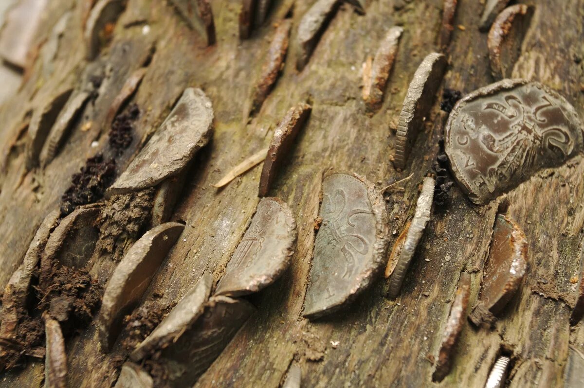 nature capital Coins hammered into a tree in Wales