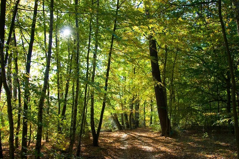 Wald bei Waren in Mecklenburg-Vorpommern Wald