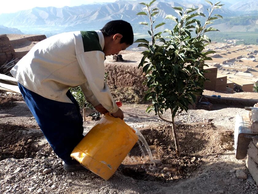 Boy watering a tree in Bamyan (by Mustafa Nigahi) Junge pflanzt einen Baum