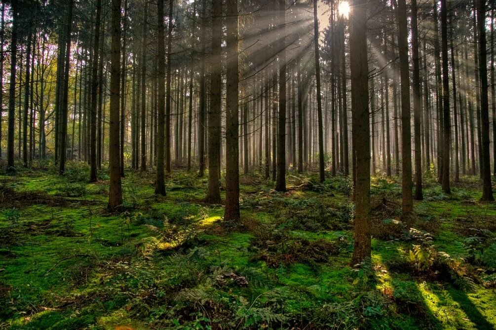 Forest Forest