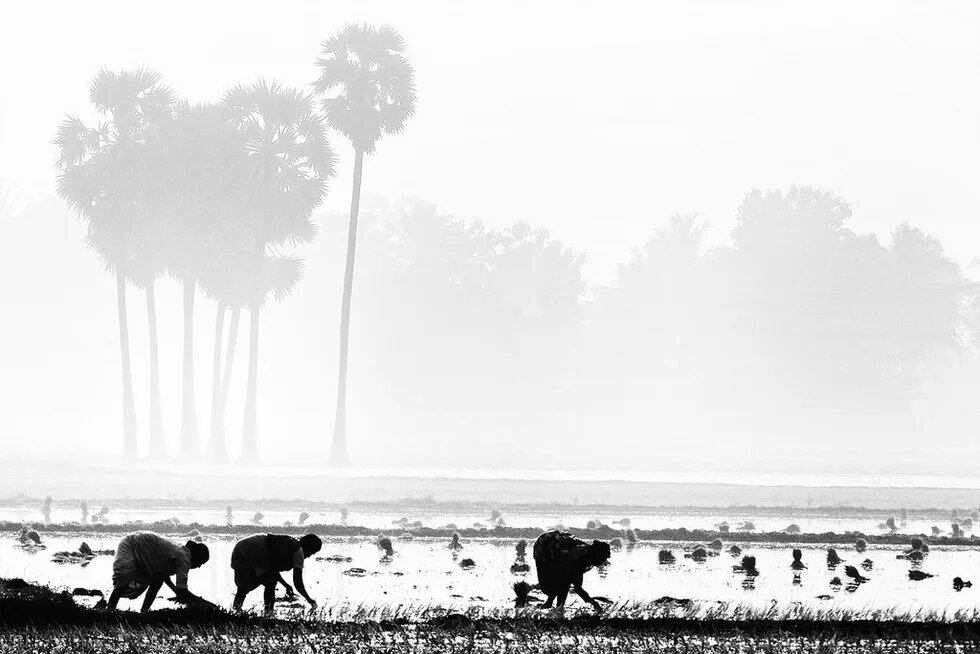 Agriculture India