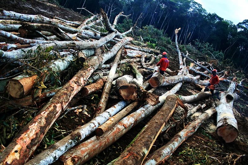 deforestation in Brazil deforestation in Brazil