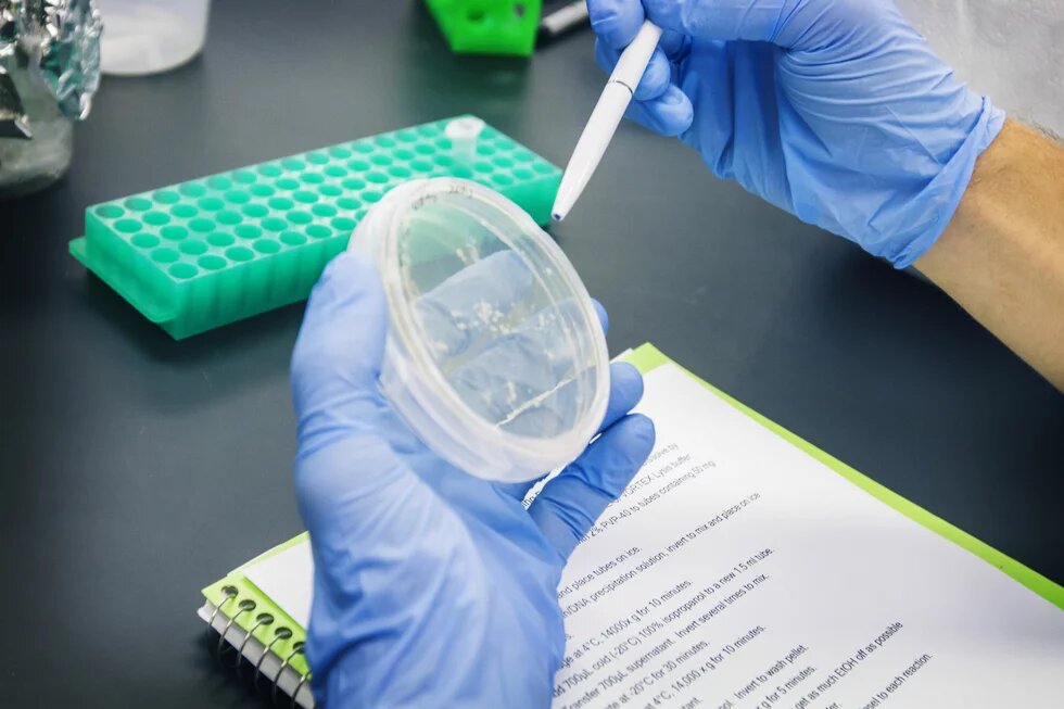 Biotechnology Program A researcher examines cells.