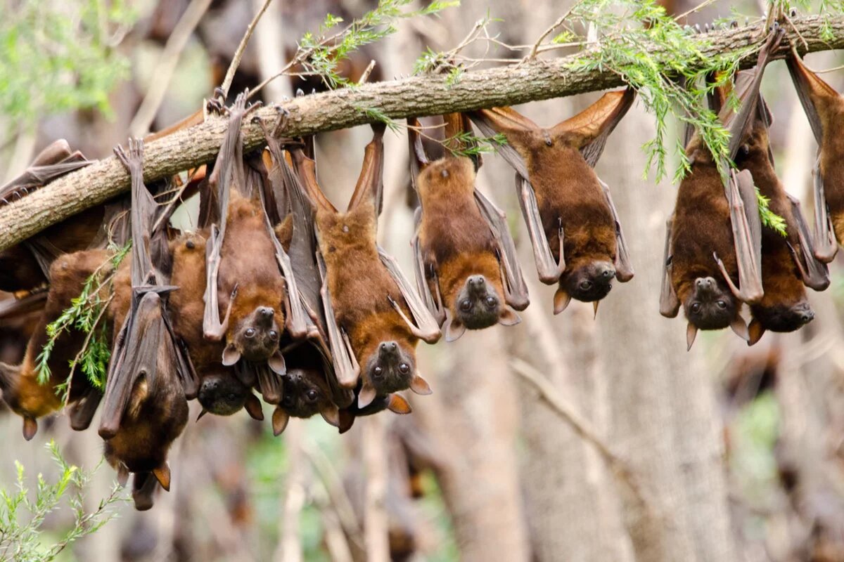 Little Red Flying Foxes (Pteropus Scapulatus) Boonah, Qld. Little Red Flying Foxes (Pteropus Scapulatus) Boonah, Qld.