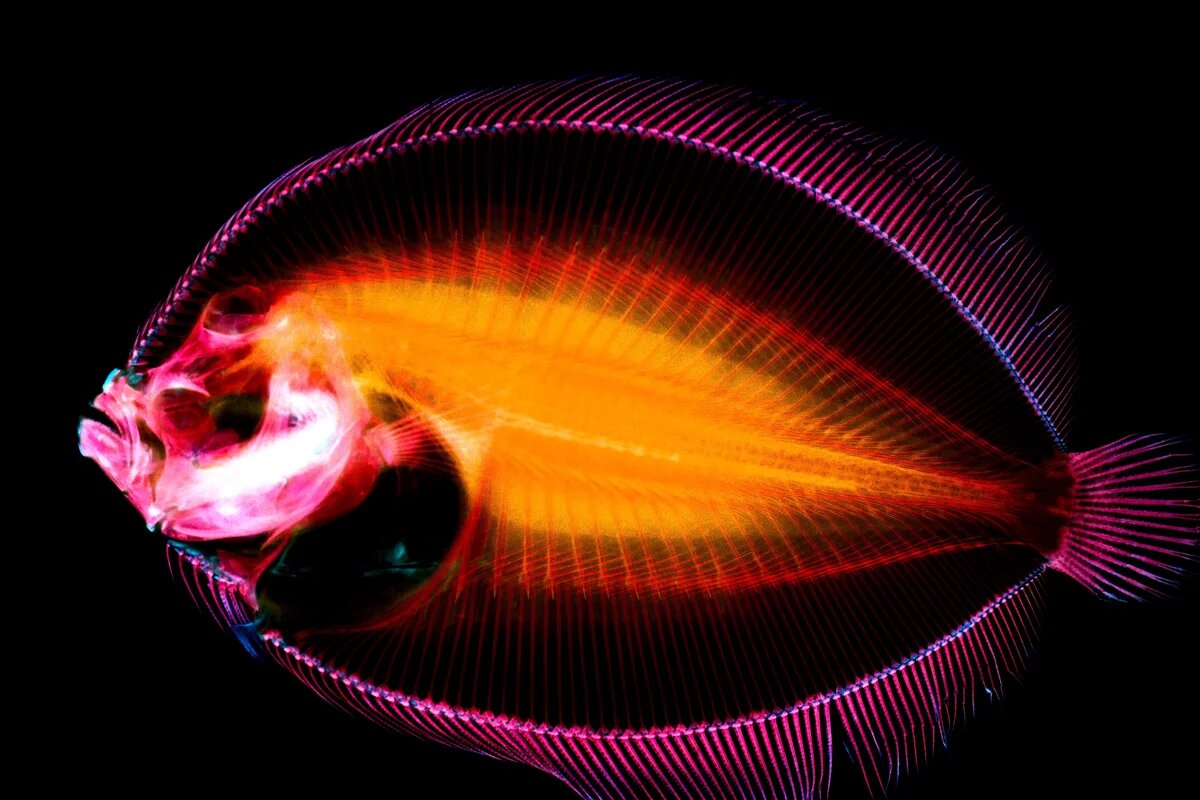 No More Poison Röntgenbild eines Fisches