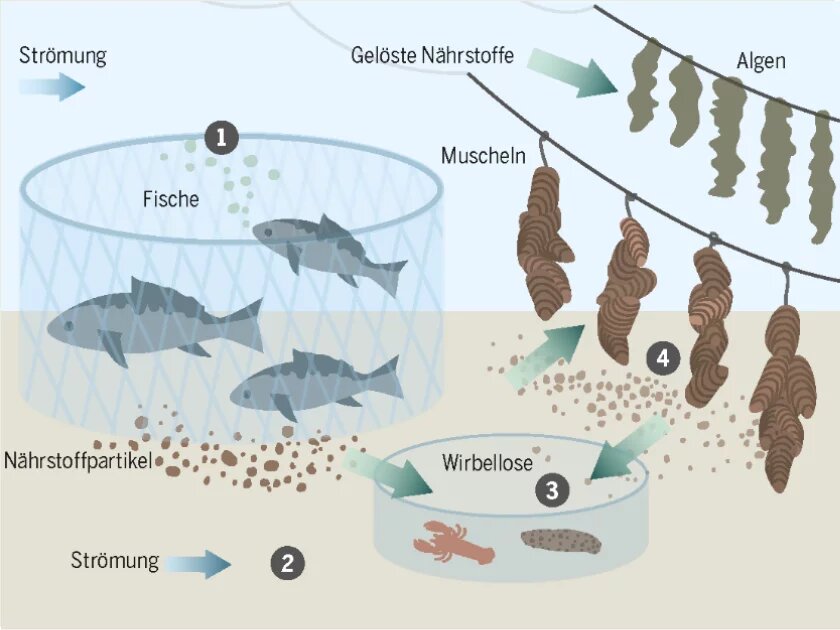 Aus dem Meeresatlas: Aquakultur als geschlossener Nahrungskreislauf Infografik aus dem Meeresatlas: Aquakultur als geschlossener Nahrungskreislauf