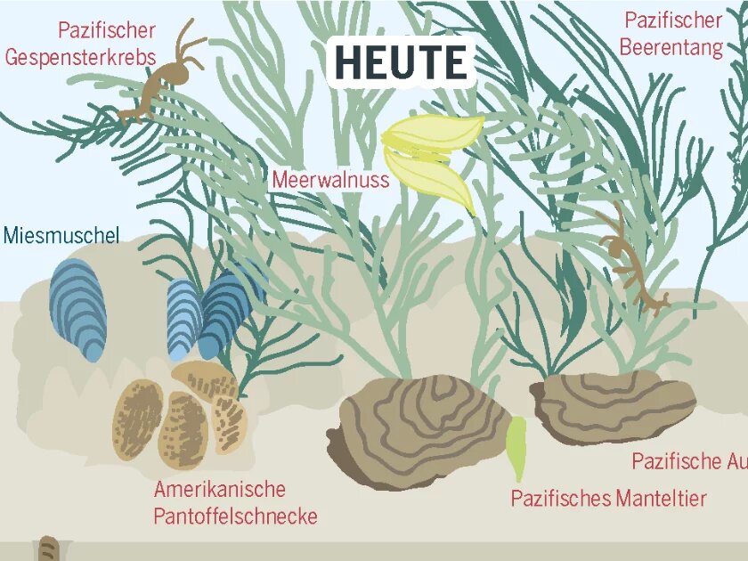 Aus dem Meeresatlas: Die Miesmuschel und ihre Nachbarn im dauerüberfluteten Bereich des Wattenmeeres Infografik aus dem Meeresatlas: Die Miesmuschel und ihre Nachbarn im dauerüberfluteten Bereich des Wattenmeeres
