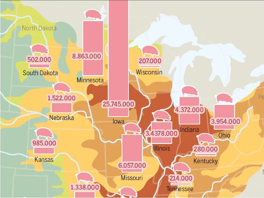 Infografik aus dem Meeresatlas 2017: So entsteht die Todeszone im Golf von Mexiko – Schweinezucht und intensiver Ackerbau