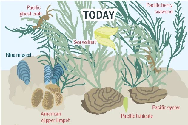 From the Ocean Atlas – The Blue Mussel and Its Neighbors in the Continually Submerged Area of the Wadden Sea Infographic from the Ocean Atlas – The Blue Mussel and Its Neighbors in the Continually Submerged Area of the Wadden Sea