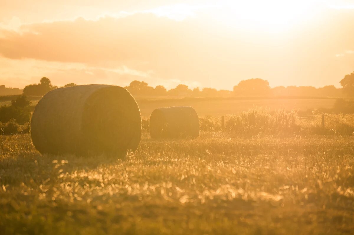 The food that we eat plays a big role in the search for solutions to climate change. Field in the morning sun.