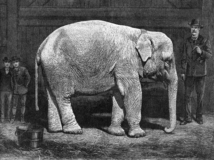 Integrationsgipfel - Weißer Elephant