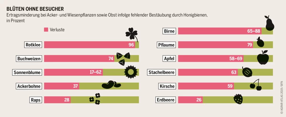 Agraratlas - Infografik - Ertragsminderung bei Acker- und Wiesenpflanzen sowie Obst infolge fehlender Bestäubung durch Honigbienen