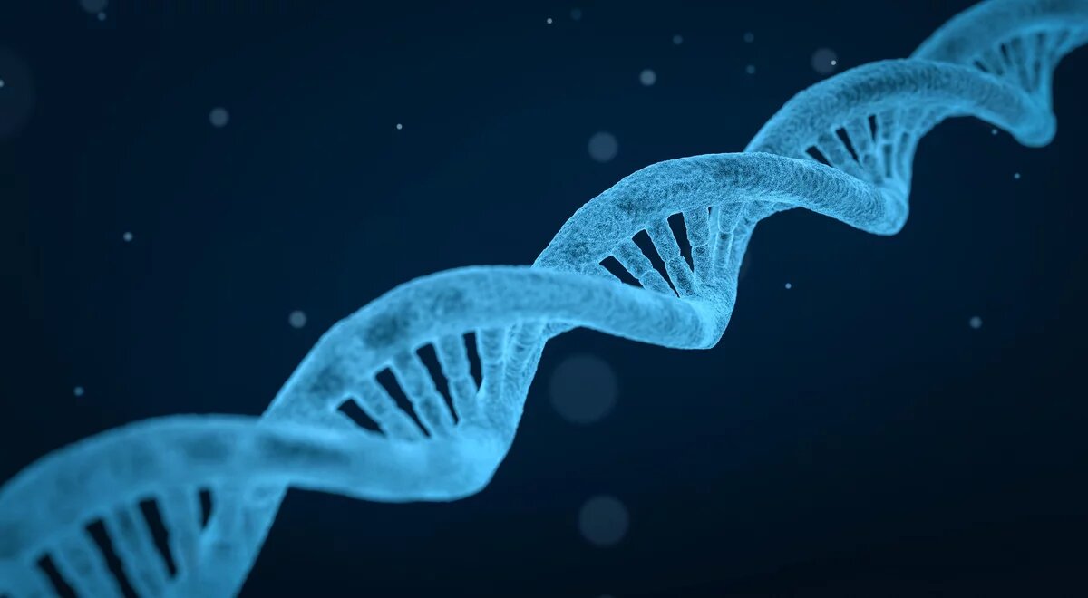 DNA-Strang DNA-Strang