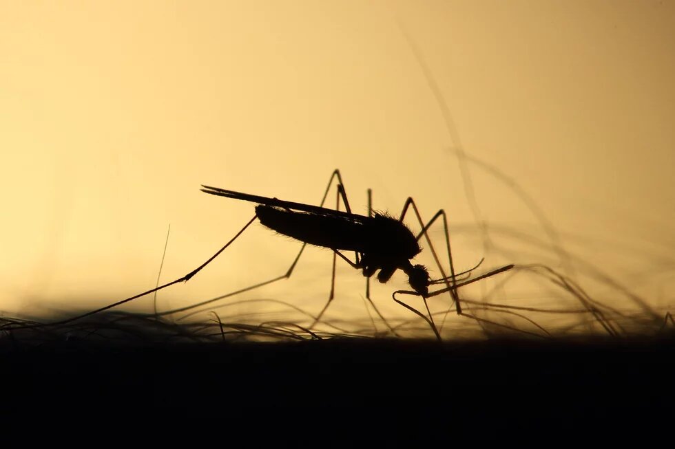 Cutting Corners on Consent Mosquito Cutting Corners on Consent, Picture: Mosquito stings Silhouette