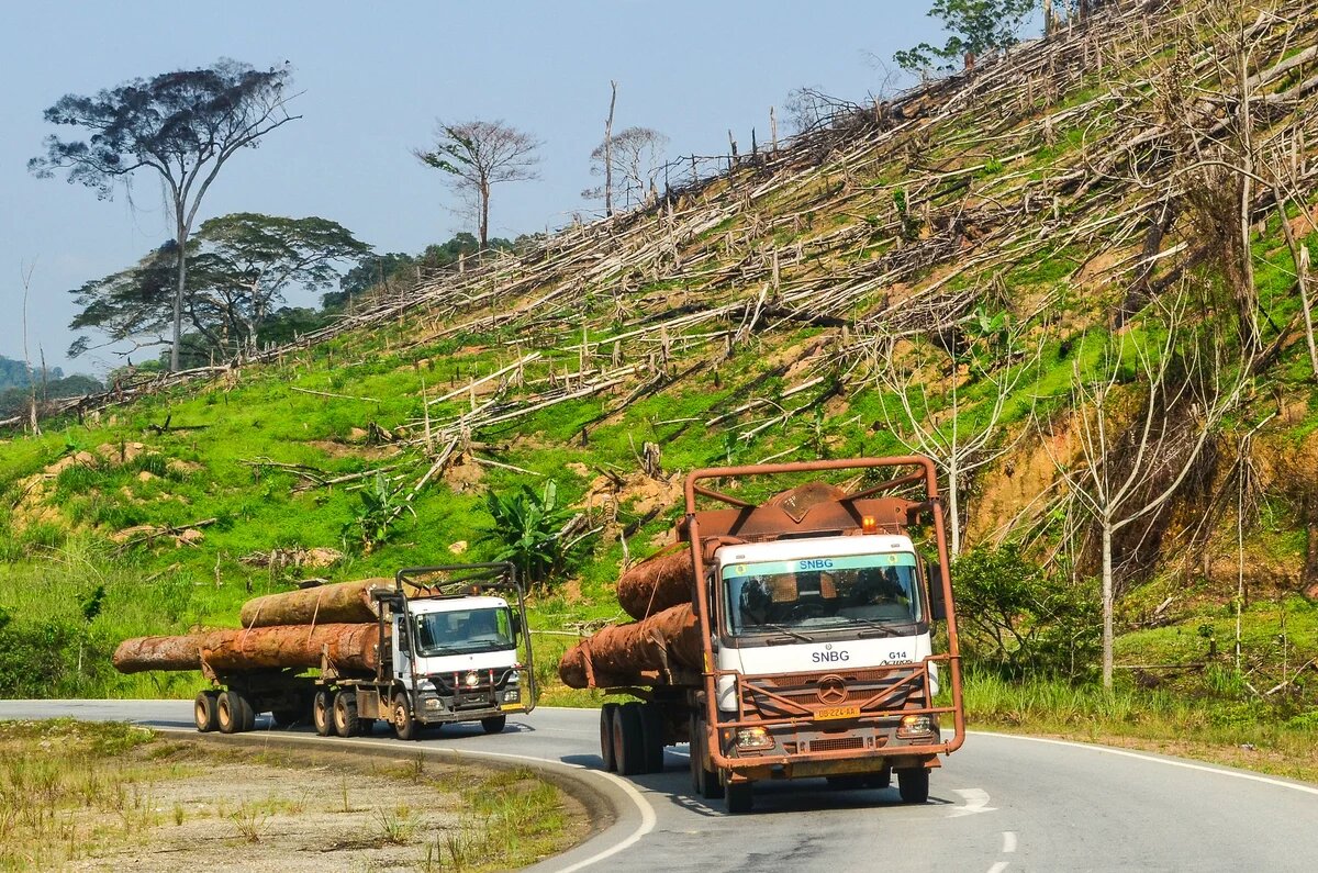 Logging trucks (grumiers) in Gabon