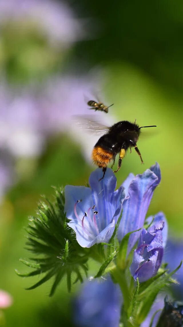Foto: Eine Hummel fliegt über eine blaue Blüte, umgeben von weiteren Blumen in verschiedenen Farben.