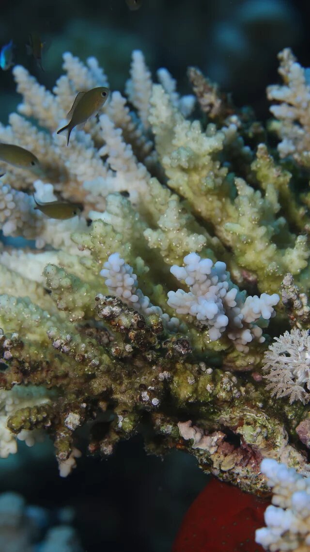 Foto: Nahaufnahme einer absterbenden Koralle unter Wasser, umgeben von kleinen Fischen.