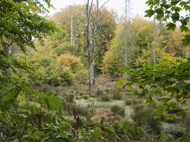 Waldblick auf eine Lichtung mit hohem Gras und einzelnen abgestorbenen Bäumen, umgeben von dichtem Laub in Herbstfarben.