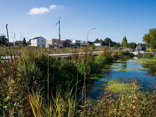 Baustelle mit modernen Gebäuden im Hintergrund, davor ein Teich mit Wasserpflanzen und Schilf umgeben von Wildwuchs.