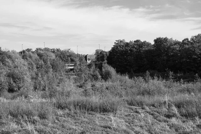 Wiesenlandschaft mit dichter Vegetation und Bäumen im Hintergrund; im oberen Bereich ist eine Brücke sichtbar.