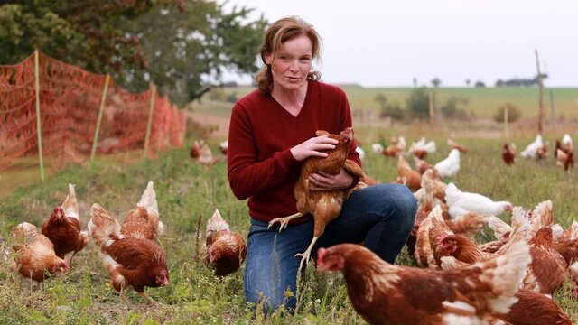 Person kniet auf Wiese und hält Huhn; mehrere Hühner laufen umher, Zaun und Feld im Hintergrund.