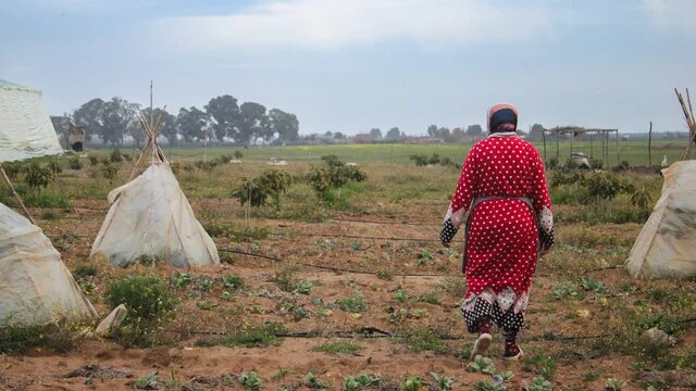 Person von hinten geht über Feld mit kleinen Pflanzen; Folientunnel links und rechts, Bäume am Horizont.