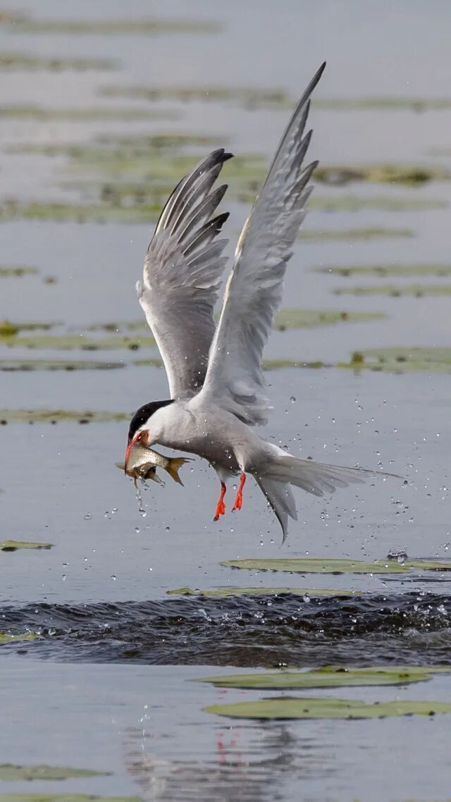Eine Flussseeschwalbe fliegt mit einem gefangenen Fisch im Schnabel knapp über einer Wasserfläche mit Seerosenblättern.
