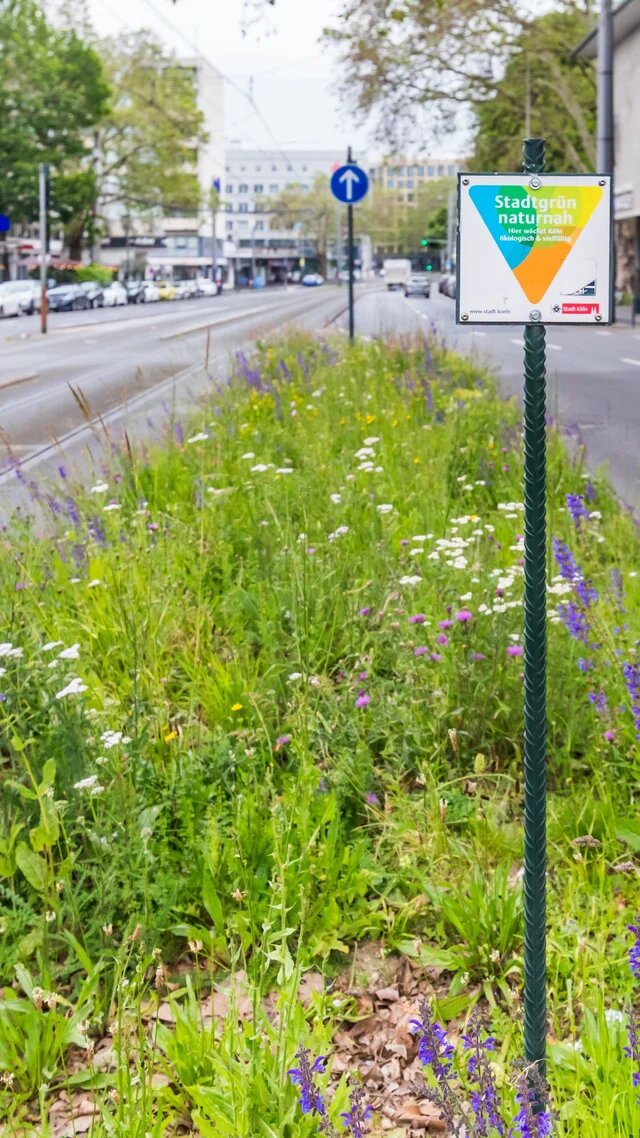 Blühende Wildblumenwiese an einer Stadtstraße. Ein Schild trägt die Aufschrift „Stadtgrün naturnah – Hier wächst Köln ökologisch & vielfältig“.