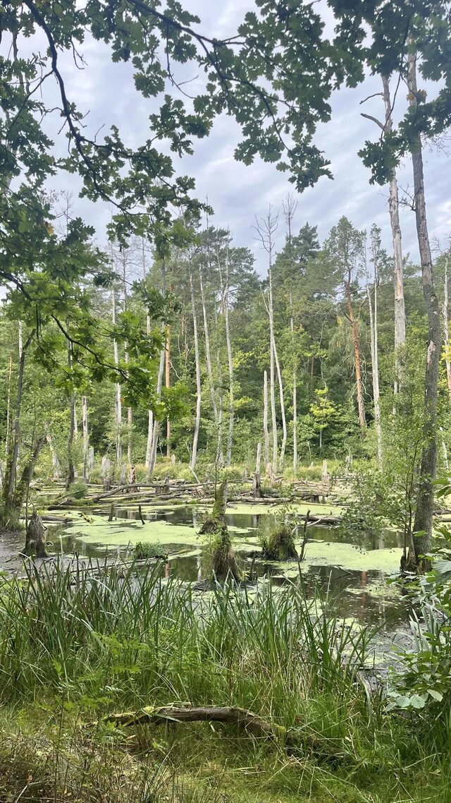 Bewaldetes Feuchtgebiet mit stiller Wasserfläche, Wasserpflanzen sowie zahlreichen abgestorbenen und umgestürzten Bäumen.
