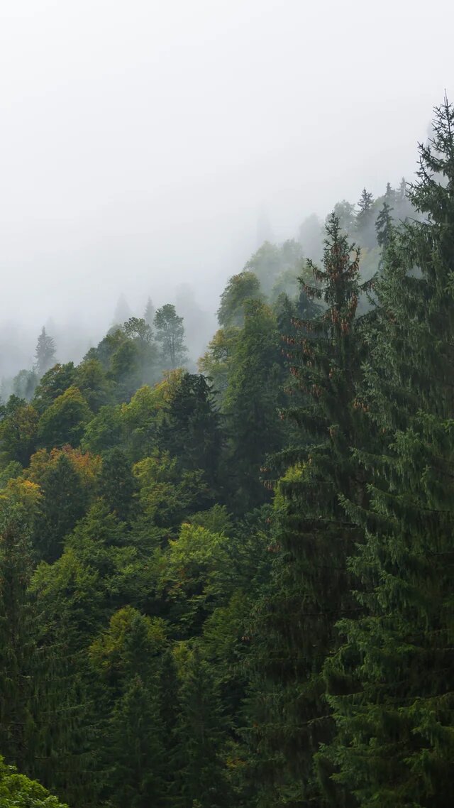 Dichter Wald aus Laub- und Nadelbäumen an einem Hang, dessen obere Bereiche in dichtem Nebel verschwinden.
