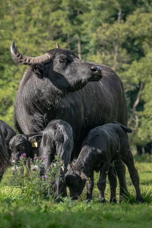 Ein schwarzes Rind mit großen Hörnern steht mit mehreren Kälbern auf einer Wiese vor dichtem Grün.
