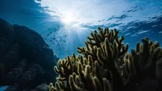 Unterwasserlandschaft Unterwasserlandschaft