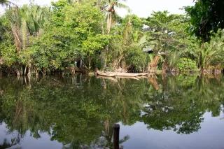 Amazonas Regenwald