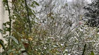 How can the traffic light coalition wake Germany up from its Sleeping Beauty slumber in terms of ÖP politics? Snowy thorny hedge