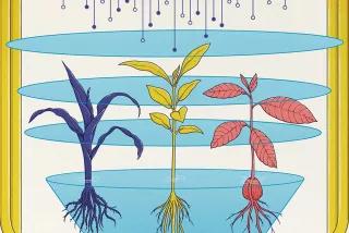 Vom Feld auf den Teller Illustration Landwirtschaft