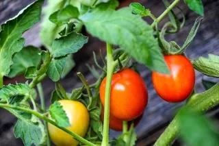 Tomaten hängen am Strauch