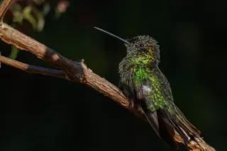 Hummingbird in a tree Hummingbird in a tree