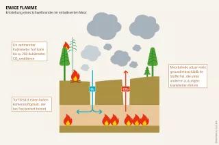 Ursache für Moorbrände sind oft Brandrodungen, die Platz für Forst und Industrie schaffen sollen Mooratlas Infografik: Entstehung eines Schwelbrandes im entwässerten Moor