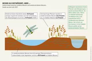 Wiedervernässung ist alternativlos, doch sie kann alte Zustände nur bedingt wiederherstellen. Noch intakte Moore müssen daher erhalten und geschützt werden Mooratlas Infografik: Unterschiede zwischen intakten Mooren und wiedervernässten Mooren, Studie aus dem Jahr 2021