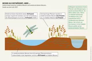 Mooratlas Infografik: Unterschiede zwischen intakten Mooren und wiedervernässten Mooren, Studie aus dem Jahr 2021