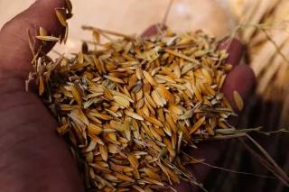 Lebensmittel Getreide Getreide in einer Hand