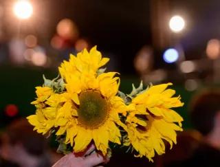 Sonnenblumen Sonnenblumen