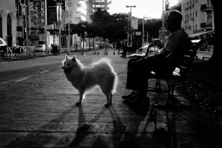 Street with dog in Tel Aviv