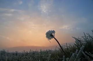 Gefrorene Pusteblume