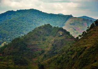 Destroyed forest in Uganda