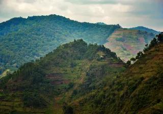 Habitat Destruction, Uganda Zerstörter Wald in Uganda