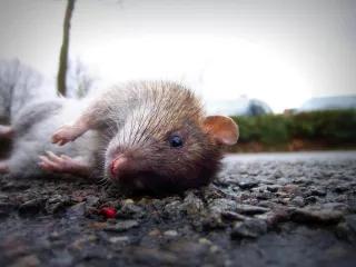 rat Eine tote Ratte
