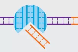 Infografik aus dem Konzernatlas 2017: Genom-Editing