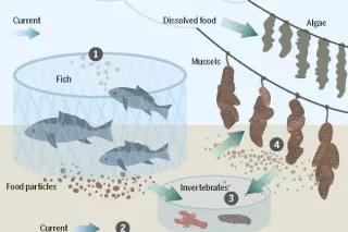 From the Ocean Atlas – Another Way – Aquaculture as a Closed Nutrition Cycle Infographic from the Ocean Atlas – Another Way – Aquaculture as a Closed Nutrition Cycle