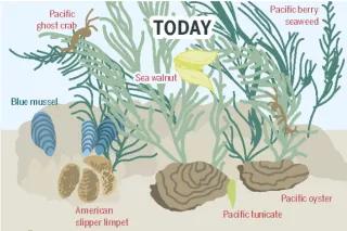 From the Ocean Atlas – The Blue Mussel and Its Neighbors in the Continually Submerged Area of the Wadden Sea Infographic from the Ocean Atlas – The Blue Mussel and Its Neighbors in the Continually Submerged Area of the Wadden Sea